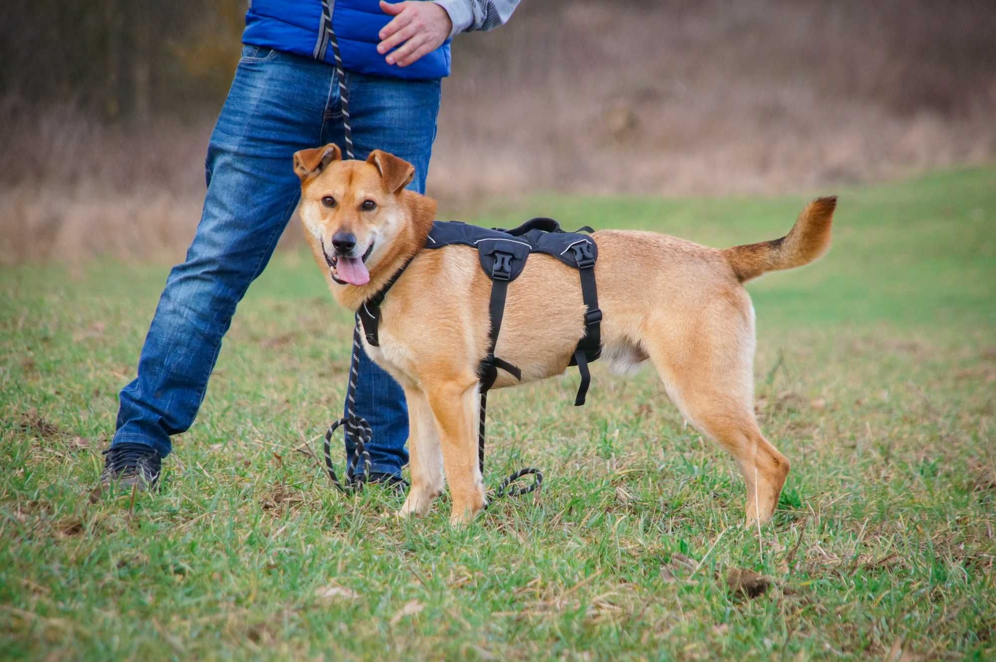 SKUBI - przyjazny i wesoły piesek do adopcji.