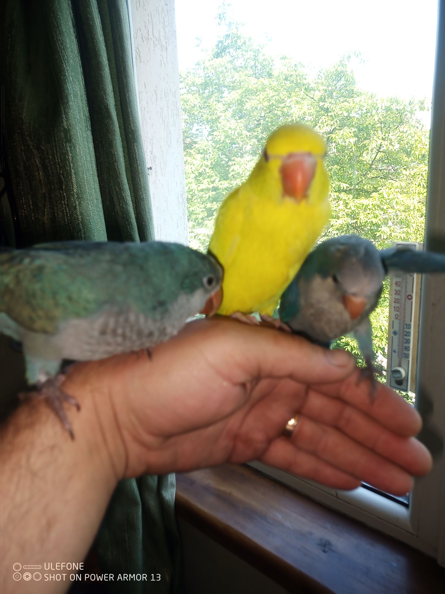 Папуги домашні ручні говорящі.