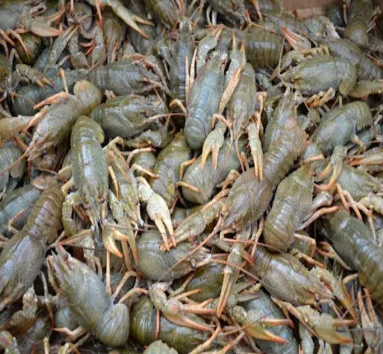 Продам свежих и варёных раков с доставкой