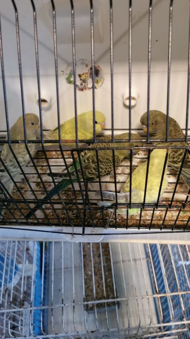 Periquitos  bleck feice