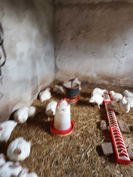 sprzedam kurczaki brojlery