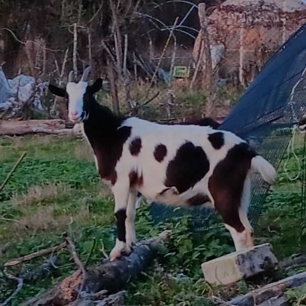 Sprzedam kozy zakocone