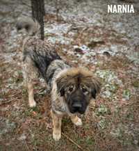 Narnia, owczarek kaukaski, 1 roczna, za darmo