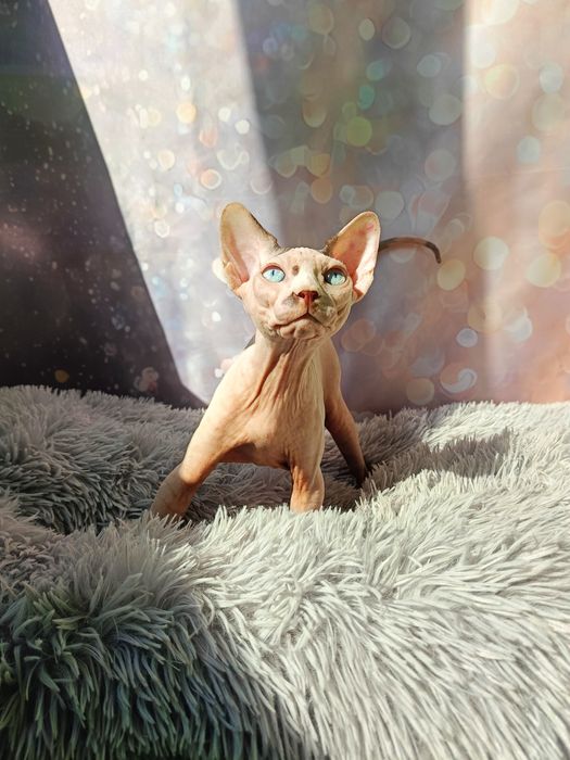 Канадський сфінкс