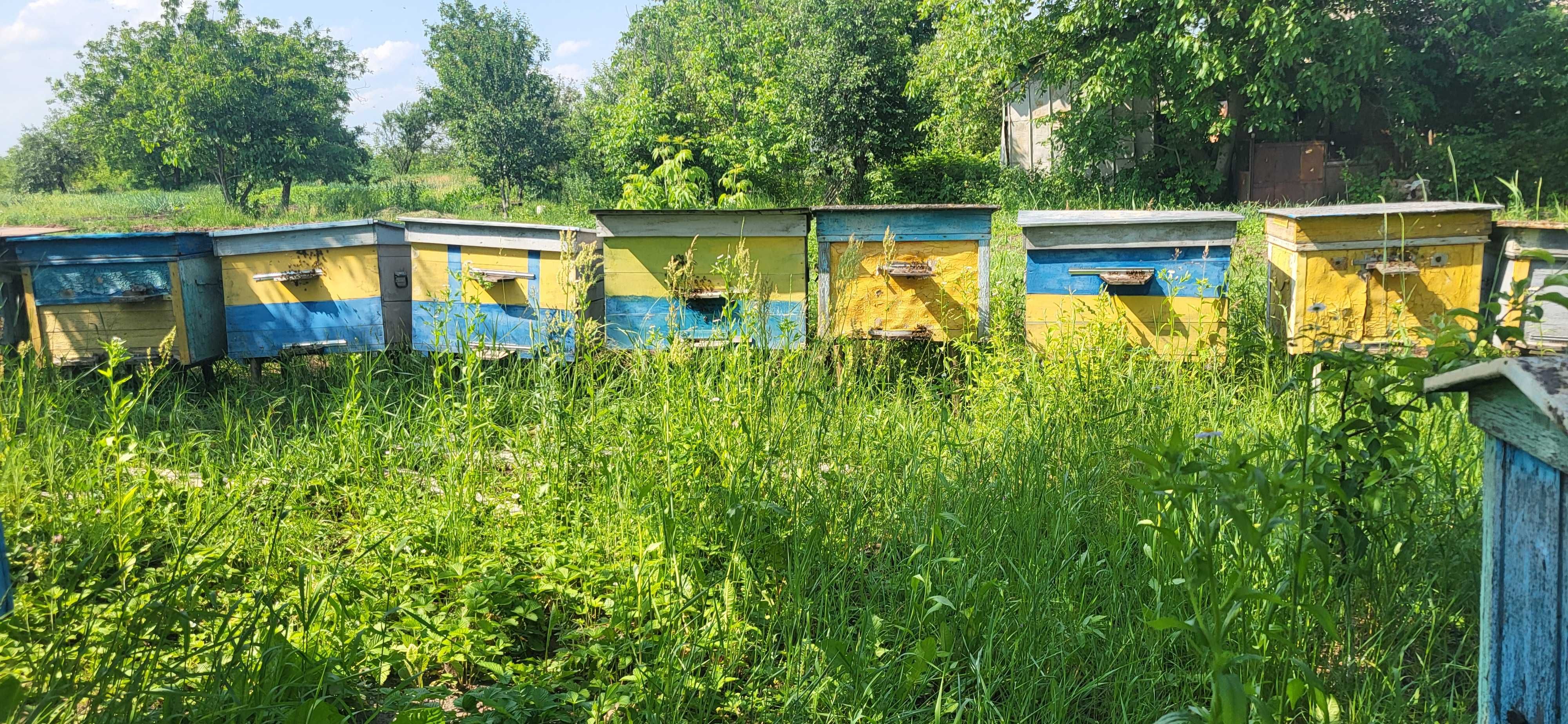 Продам вулики з бджільми (пасіка)