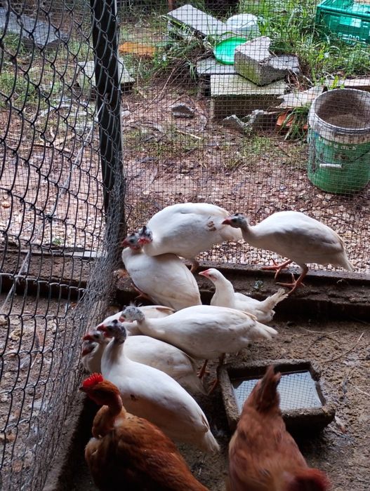 Galinhas fracas brancas