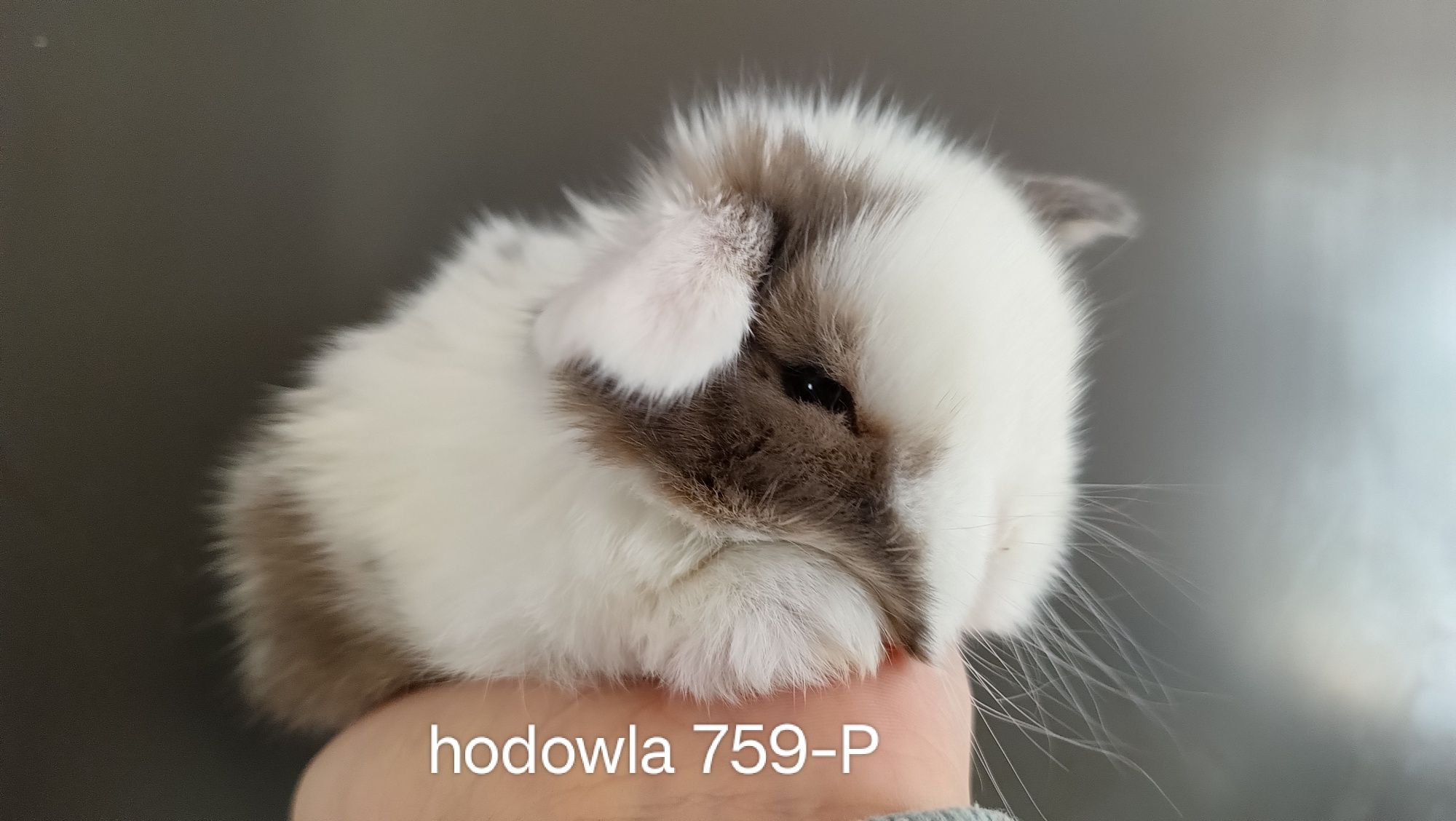 Mini lop króliki karzełek miniaturka baranek hodowla