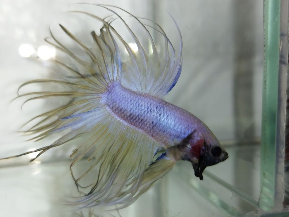 Петушок, півник, різні кольори, коронохвостий, плакат, дельта, вуаль.