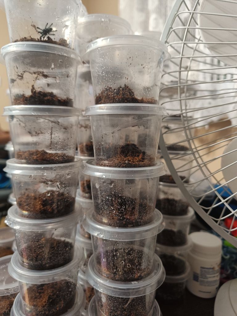 Caribena versicolor 100szt l1