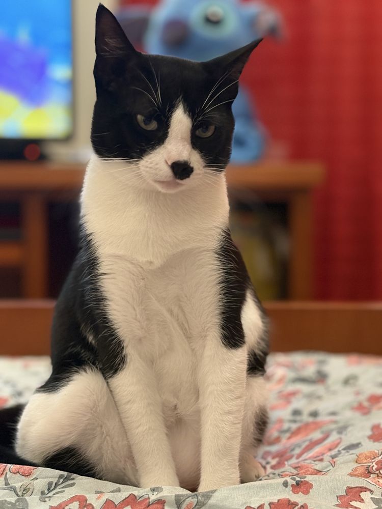Gatinhos para adoção