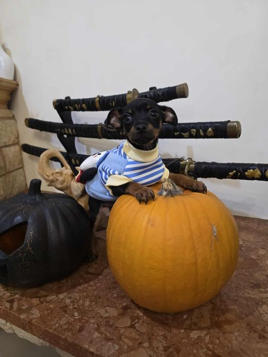 Pinczerek miniaturowy z rodowodem sunia