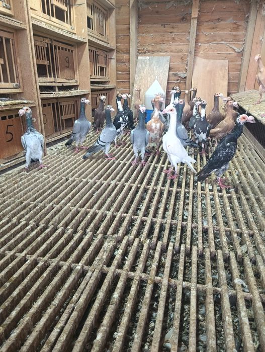 Kariery, Niemiecki wystawowy, Bagdeta Norymberska