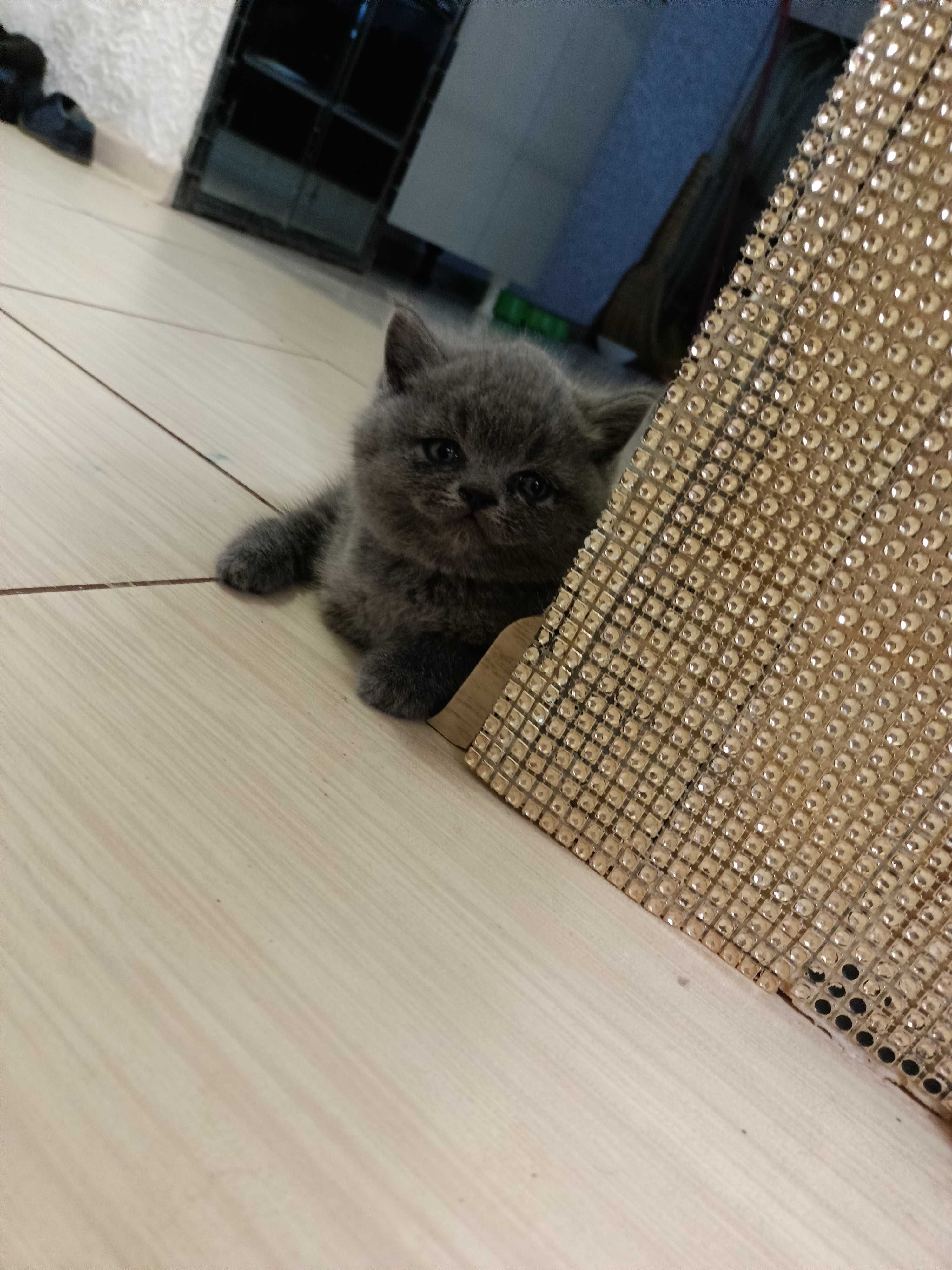 Британські кошенята