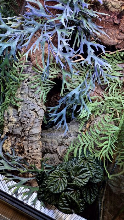 Terrarium 40x40x60H, wystrój, Producent, wysyłka, ścianka, Nowe