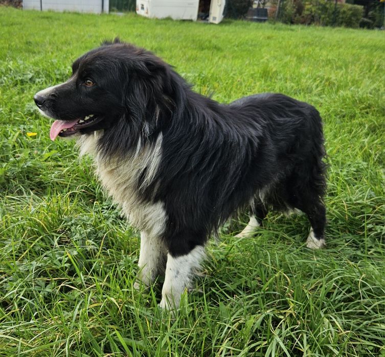 Pies Border Collie 3 letni