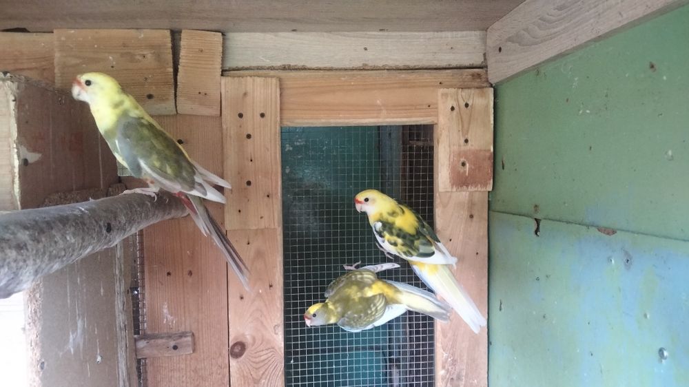 Sprzedam parę lęgową papug