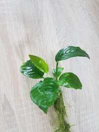 Anubias do akwarium