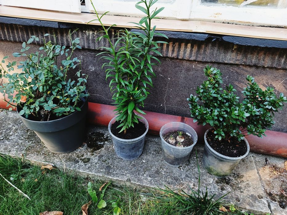 Rośliny ogrodowe juka ogrodowa róża wielkokwiatowa lawenda na pniu  h