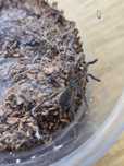 harpactira pulchripes L1/2