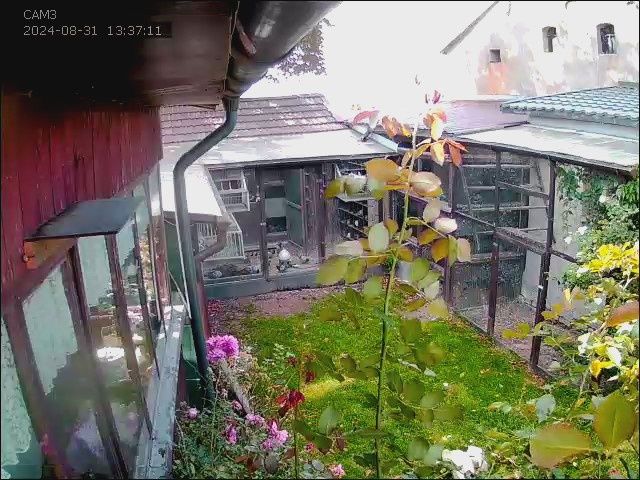 Sprzedam gołębie pocztowe