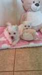 Bichon maltes lindo