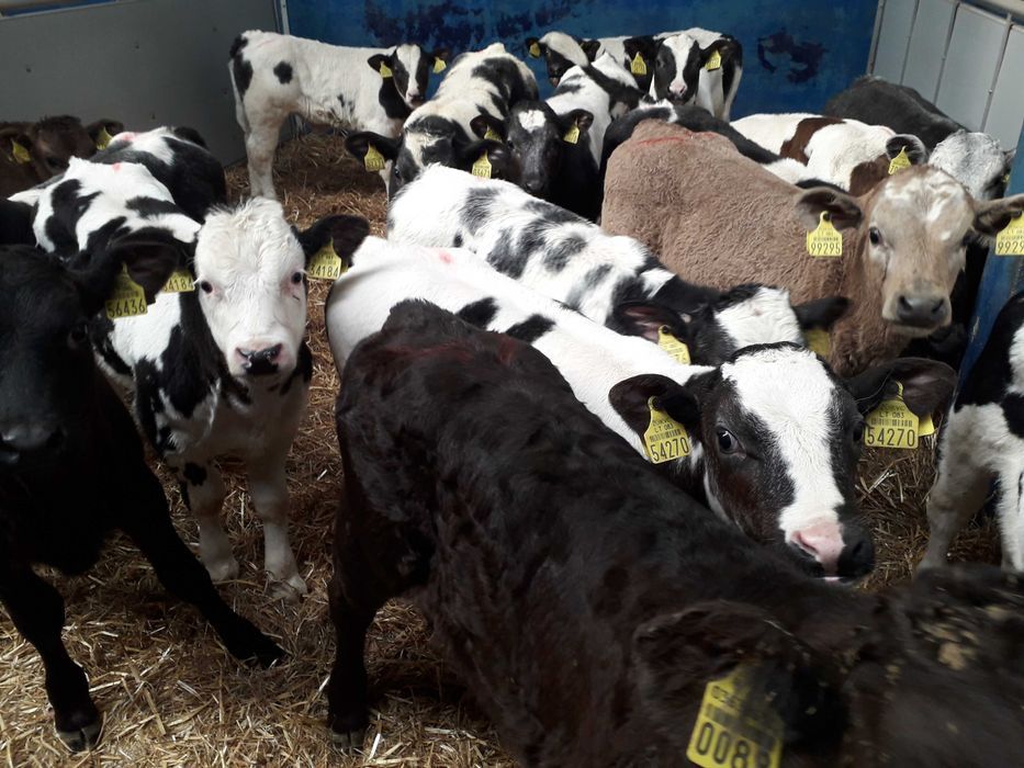 Cielęta  mięsne, MM,MS, jałówki HF na krowy, dowóz