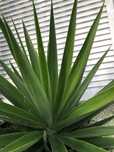 Yuccas podas ou enraizadas e em vaso