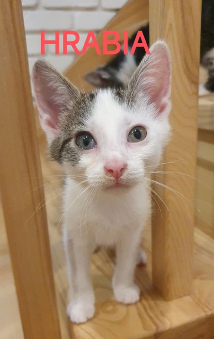 Hrabia i  Lord - kociaki do adopcji