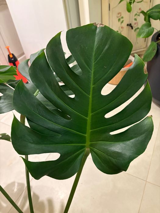 Monstera Big Form XXL