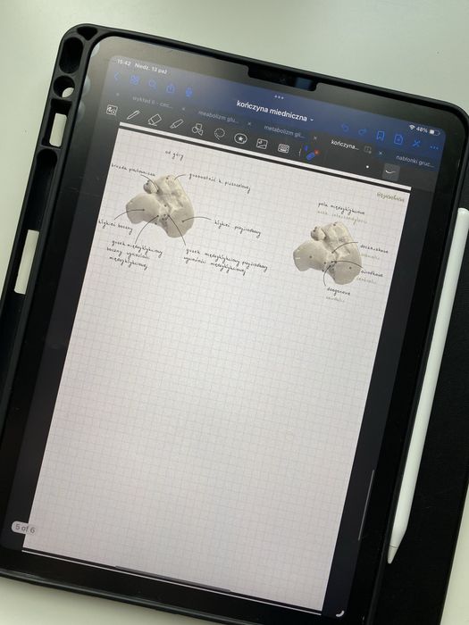 Anatomia zwierząt - notatki z anatomii z pierwszego roku weterynarii