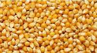 Kukurydza sucha, cała lub mielona