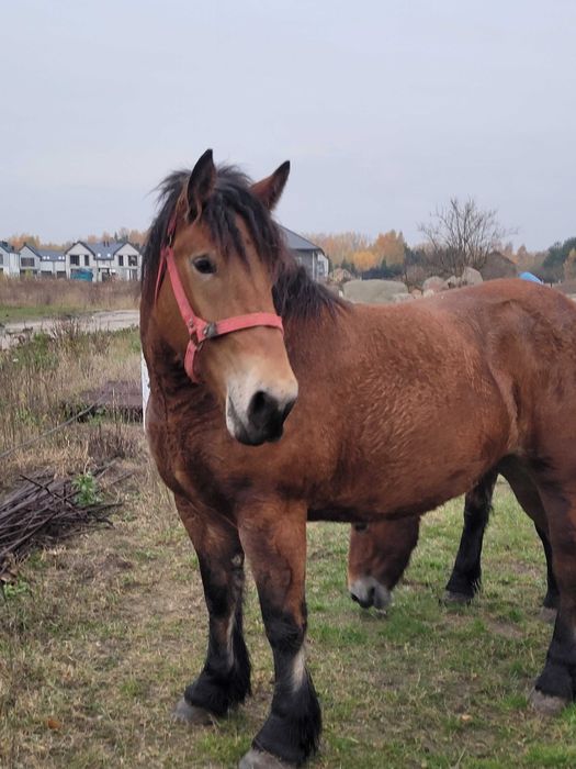 Klacze zimnokrwiste 2,5 roku oraz 1,5 roku.
