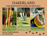 Szkolenie psów,behawiorysta