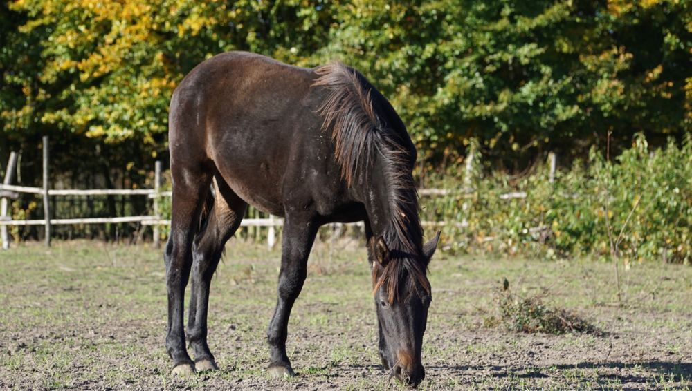 Roczny ogierek typ szlachetny