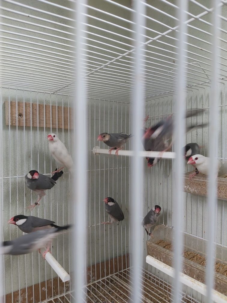 Lote pardais java