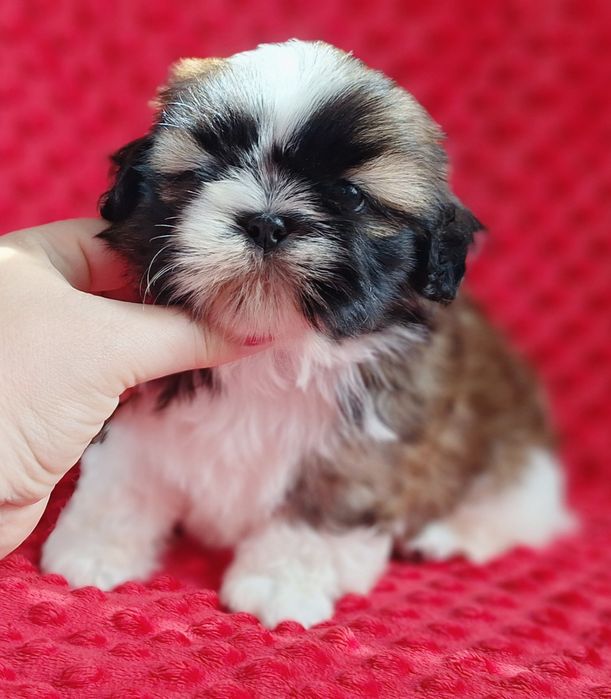 Piękny chłopiec tri-color Shih Tzu z rodowodem