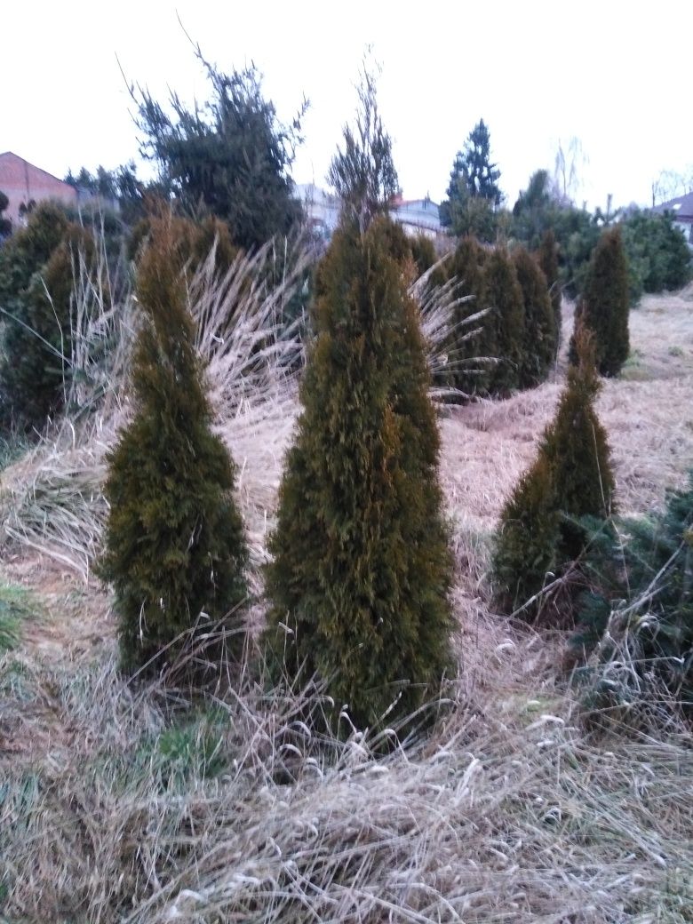 Szmaragd żywotnik tuja