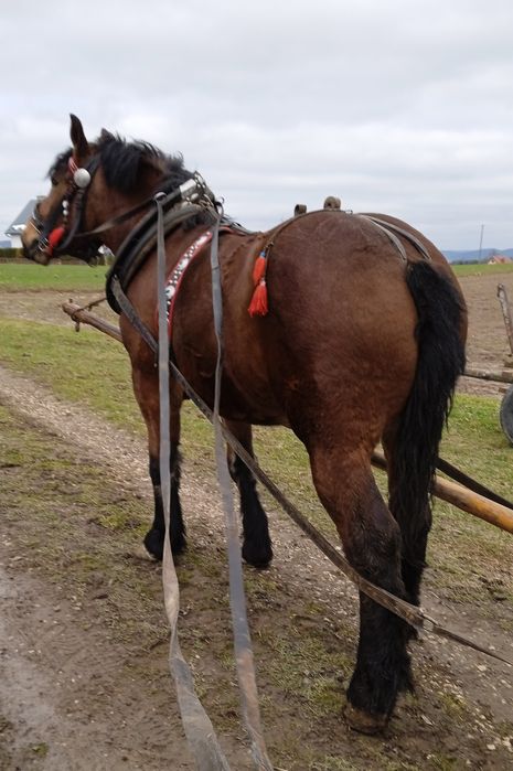Sprzedam Zrębice pkz księga główna