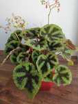 Begonia Masoniana Iron Cross