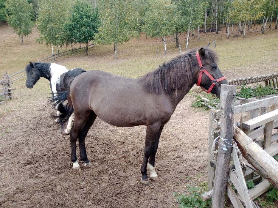Sprzedam klacz huculską