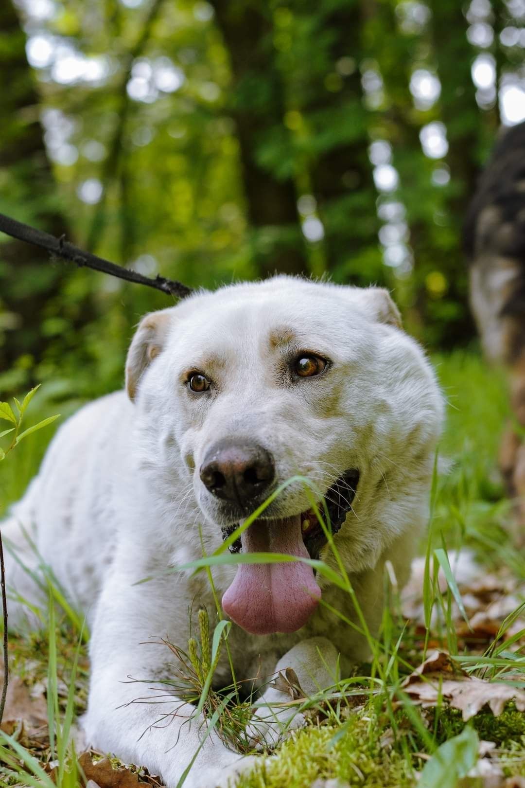 Piękny biały Seneka do adopcji!