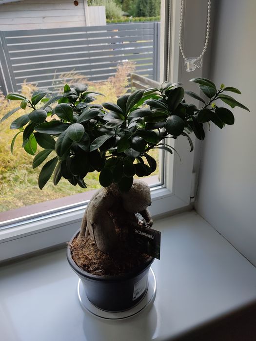 Duży Bonsai oraz inne kwiaty