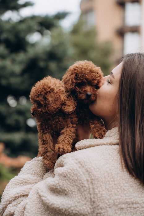 Poodle supper mini