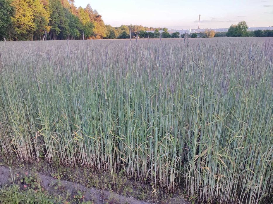 Sprzedam Żyto Kalcyt Czyszczony sezon 2025 ! ! !