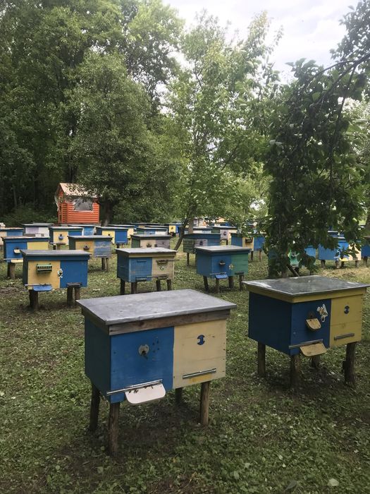 Продам бжолині сімї
