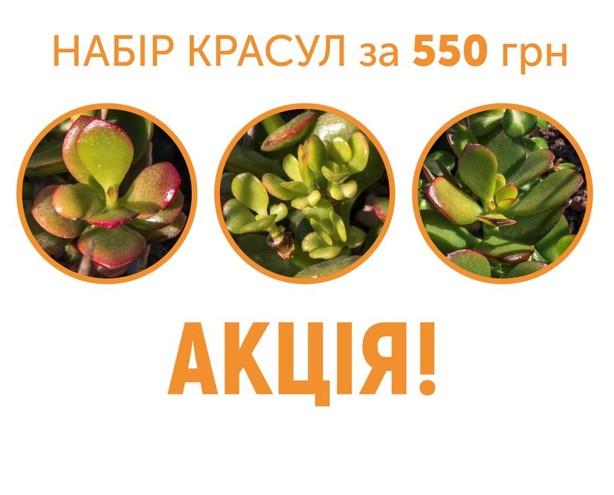 АКЦИЯ Денежное дерево крассула Gold Coin, Kkomaengi, Hot lip, Sunshine