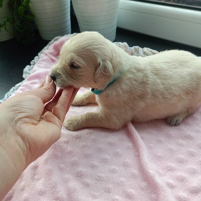 Golden retriever