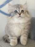 British Longhair