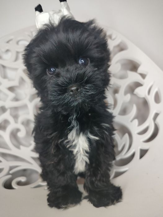 Yorkshire Terrier, Black, czarny