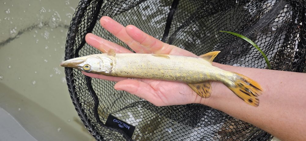 Szczupak 30 cm, Amur, Sum do stawu, duże ryby do stawu